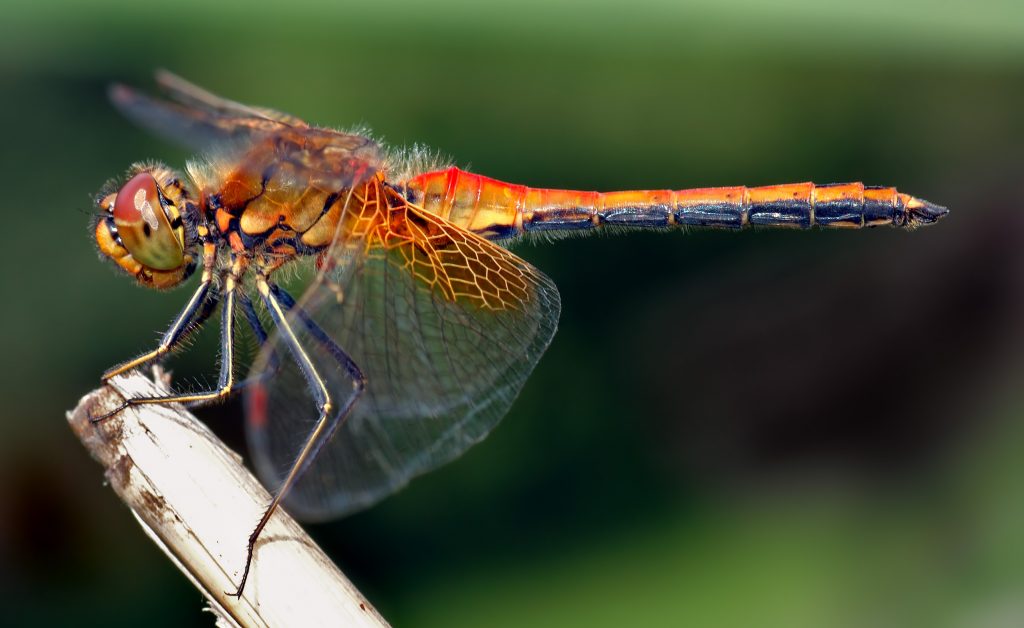ali di insetti ispirano pale eoliche più efficienti